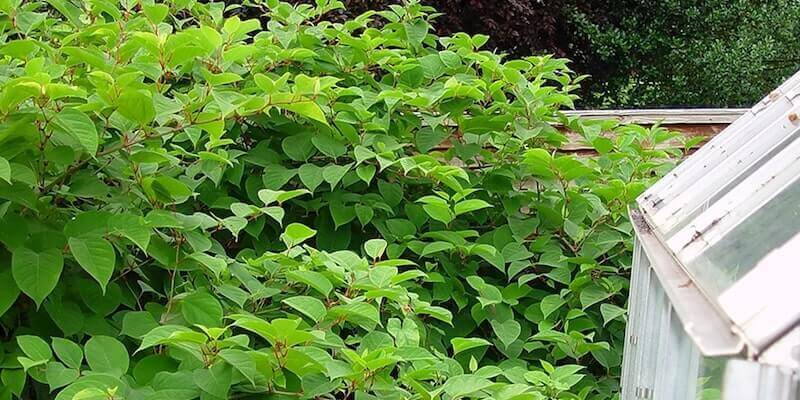 Picture of a Japanese Knotweed infestation. Get help identifying it to make sure. 